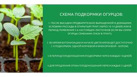 Как правильно погасить золу для подкормки огурцов в Ойшо